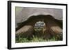 Galapagos Tortoise Eating Grass-DLILLC-Framed Photographic Print