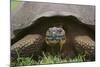 Galapagos Tortoise Eating Grass-DLILLC-Mounted Photographic Print