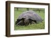 Galapagos Tortoise Eating Grass-DLILLC-Framed Photographic Print