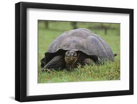 Galapagos Tortoise Eating Grass-DLILLC-Framed Photographic Print