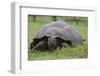 Galapagos Tortoise Eating Grass-DLILLC-Framed Photographic Print