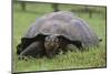 Galapagos Tortoise Eating Grass-DLILLC-Mounted Photographic Print