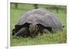 Galapagos Tortoise Eating Grass-DLILLC-Framed Photographic Print