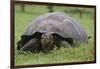 Galapagos Tortoise Eating Grass-DLILLC-Framed Photographic Print