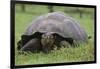 Galapagos Tortoise Eating Grass-DLILLC-Framed Photographic Print