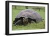 Galapagos Tortoise Eating Grass-DLILLC-Framed Photographic Print