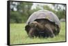 Galapagos Tortoise in the Grass-DLILLC-Framed Stretched Canvas