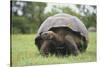 Galapagos Tortoise in the Grass-DLILLC-Stretched Canvas