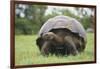 Galapagos Tortoise in the Grass-DLILLC-Framed Photographic Print