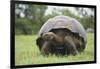 Galapagos Tortoise in the Grass-DLILLC-Framed Photographic Print