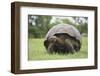 Galapagos Tortoise in the Grass-DLILLC-Framed Photographic Print