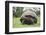 Galapagos Tortoise in the Grass-DLILLC-Framed Photographic Print