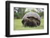 Galapagos Tortoise in the Grass-DLILLC-Framed Photographic Print