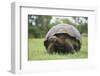 Galapagos Tortoise in the Grass-DLILLC-Framed Photographic Print