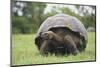 Galapagos Tortoise in the Grass-DLILLC-Mounted Photographic Print