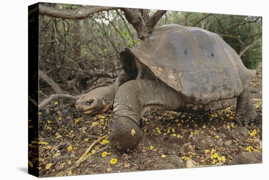 Galapagos Tortoise in the Underbrush-DLILLC-Stretched Canvas