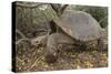 Galapagos Tortoise in the Underbrush-DLILLC-Stretched Canvas