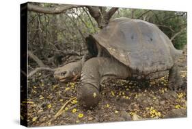 Galapagos Tortoise in the Underbrush-DLILLC-Stretched Canvas