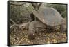 Galapagos Tortoise in the Underbrush-DLILLC-Framed Stretched Canvas