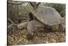 Galapagos Tortoise in the Underbrush-DLILLC-Stretched Canvas