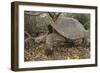 Galapagos Tortoise in the Underbrush-DLILLC-Framed Photographic Print