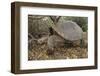 Galapagos Tortoise in the Underbrush-DLILLC-Framed Photographic Print