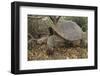 Galapagos Tortoise in the Underbrush-DLILLC-Framed Photographic Print