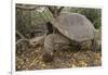 Galapagos Tortoise in the Underbrush-DLILLC-Framed Photographic Print