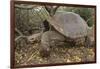 Galapagos Tortoise in the Underbrush-DLILLC-Framed Photographic Print