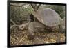 Galapagos Tortoise in the Underbrush-DLILLC-Framed Photographic Print