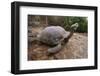 Galapagos Tortoise Stretching-DLILLC-Framed Photographic Print