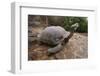 Galapagos Tortoise Stretching-DLILLC-Framed Photographic Print
