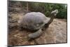 Galapagos Tortoise Stretching-DLILLC-Mounted Photographic Print