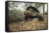 Galapagos Tortoise-DLILLC-Framed Stretched Canvas