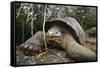 Galapagos Tortoise-DLILLC-Framed Stretched Canvas