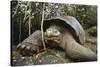 Galapagos Tortoise-DLILLC-Stretched Canvas