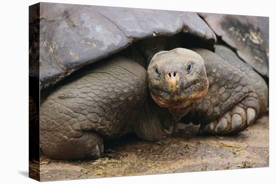 Galapagos Tortoise-DLILLC-Stretched Canvas