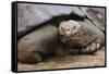 Galapagos Tortoise-DLILLC-Framed Stretched Canvas