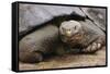 Galapagos Tortoise-DLILLC-Framed Stretched Canvas