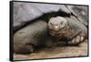 Galapagos Tortoise-DLILLC-Framed Stretched Canvas