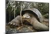 Galapagos Tortoise-DLILLC-Mounted Premium Photographic Print