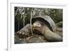 Galapagos Tortoise-DLILLC-Framed Photographic Print