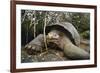 Galapagos Tortoise-DLILLC-Framed Photographic Print