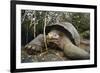 Galapagos Tortoise-DLILLC-Framed Photographic Print