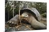 Galapagos Tortoise-DLILLC-Mounted Photographic Print