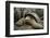 Galapagos Tortoise-DLILLC-Framed Photographic Print