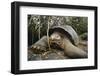 Galapagos Tortoise-DLILLC-Framed Photographic Print