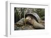 Galapagos Tortoise-DLILLC-Framed Photographic Print