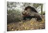 Galapagos Tortoise-DLILLC-Framed Photographic Print