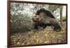 Galapagos Tortoise-DLILLC-Framed Photographic Print